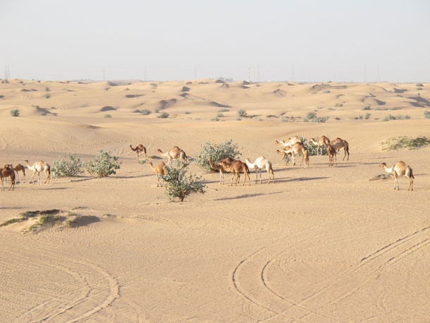 The Search For Camel Toe Soup 